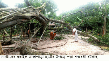 নাটোরে শতবর্ষী বটবৃক্ষ উপড়ে রাস্তা বন্ধ