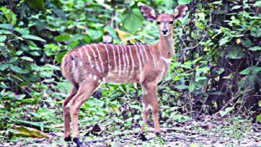 নায়ালার ঘরে নতুন অতিথি