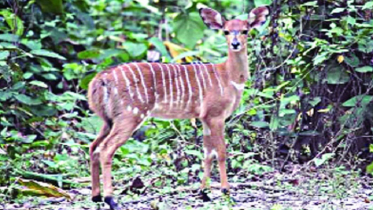 নায়ালার ঘরে নতুন অতিথি