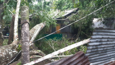নোয়াখালীতে ঘরের উপর গাছ পড়ে শিশুর মৃত্যু, মা আহত
