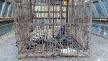 লোকালয়ে আটক হওয়া মেছো বাঘ বনে অবমুক্ত