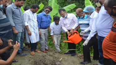 নোয়াখালীতে এক হাজার তাল গাছের চারা রোপন শুরু