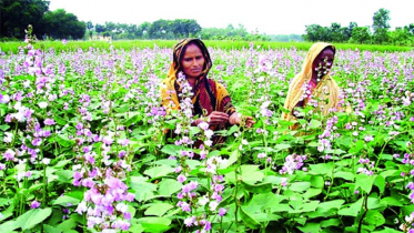 পারিবারিক পুষ্টি বাগানে স্বাবলম্বী হচ্ছে গ্রামীণ প্রান্তিক নারী