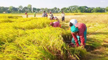 হাওরে ধান কাটা হয়েছে ৪১ শতাংশ