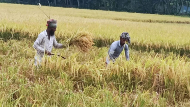 মাদারীপুরে ধানের বাম্পার ফলন, ন্যায্যমূল্য পাচ্ছেনা কৃষক