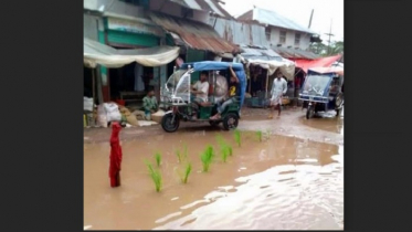 বাউফলে ধানের চারা রোপন করে সড়ক সংস্কারের দাবি