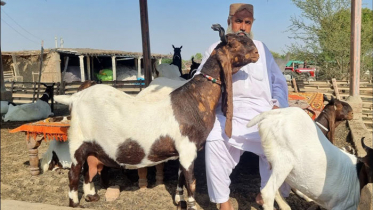 পাকিস্তানের একশ’ ছাগল যাচ্ছে দুবাইয়ে