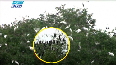 বাগেরহাটের মিনি সুন্দরবন এখন পাখির স্বর্গরাজ্য (ভিডিও)