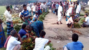 সাতক্ষীরার কলারোয়ায় পান বাজারে ধস! বিপাকে চাষীরা