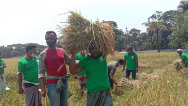 কৃষকের ১০ বিঘা জমির ধান কেটে দিল যুবলীগ