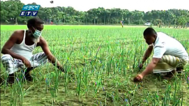 পেঁয়াজে স্বয়ংসম্পূর্ণ হবে দেশ (ভিডিও)