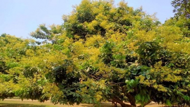 মুকুলে ভরে গেছে ব্রাহ্মণবাড়িয়ার লিচু বাগান