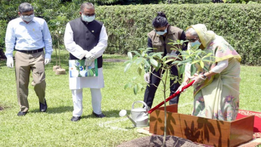 আজ বিশ্ব পরিবেশ দিবস, চারা রোপণ করবেন প্রধানমন্ত্রী