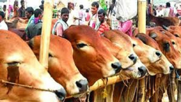 ৪ মহানগরীতে কোরবানির হাট না বসাতে সুপারিশ