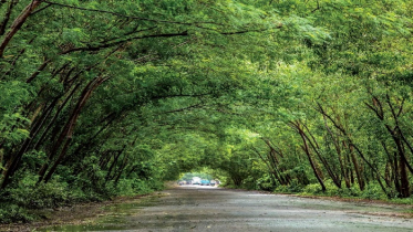 এবছর সারাদেশে ৫০ লাখ চারা বিতরণ করবে ‘বনায়ন’