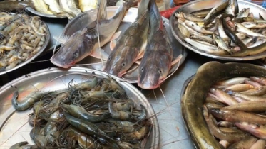 মাছের দাম ক্রেতার নাগালে নেই