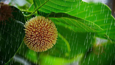 আজ আষাঢ়ের প্রথম দিন, বৃষ্টিতে বরণ