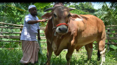 ৯০০ কেজি ওজনের ‘রাজা’র দাম ১৫ লাখ টাকা