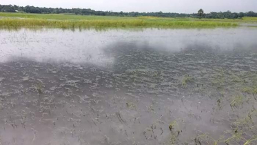 বন্যায় রাজবাড়ীর সাড়ে ৯শ’ একর জমির ফসল নষ্ট