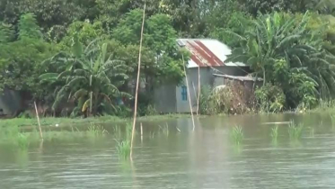 পদ্মার রাজবাড়ী পয়েন্টে পানি বৃদ্ধি অব্যাহত, প্লাবিত ফসলী জমি