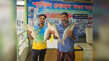 পদ্মার চার ইলিশ ৪১ হাজার টাকায় বিক্রি