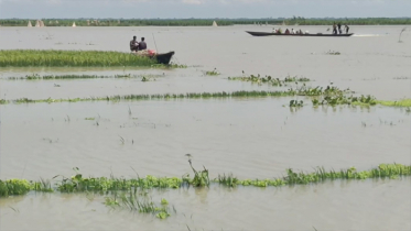 পদ্মায় প্রতিদিনই বাড়ছে পানি, প্লাবিত হচ্ছে ফসলি জমি পদ্মায় প্রতিদিনই বাড়ছে পানি, প্লাবিত হচ্ছে ফসলি জমি