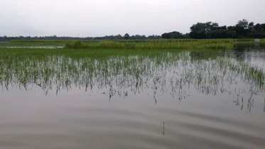 রাজবাড়ীতে বন্যায় ফসলের ক্ষতি ৬ কোটি টাকা