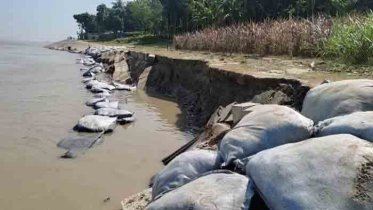 রাজবাড়ীতে পদ্মার ভাঙনে পাঁচশ বিঘা ফসলি জমি বিলীন 