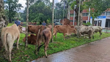 রামুতে গরু পাচারকারিদের সঙ্গে বিজিবির গোলাগুলি, নিহত ১