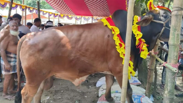 ব্রাহ্মণবাড়িয়ার হাটে ‘জায়েদ খান’ ও ‘শাকিব খান’