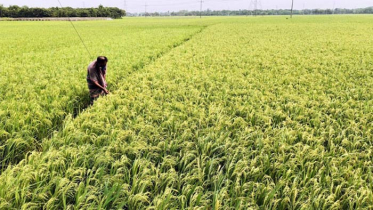 ‘হাওরে ধানের উৎপাদন বাড়াতে সরকার নানামুখী কর্মসূচি গ্রহণ করেছে’