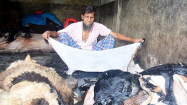 ছাগলের চামড়ার দাম নেই (ভিডিও)