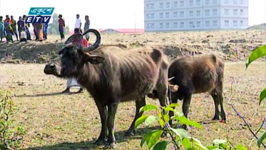 রোহিঙ্গাদের নিয়ে শংকিত ভাসানচর রাখালরা (ভিডিও)