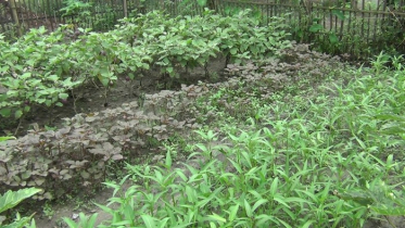 হিলিতে আঙিনায় সবজি বাগান গড়ে তুলেছেন কৃষকরা