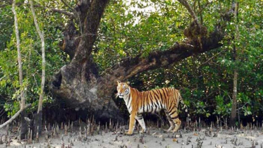 বনবিভাগই জানেনা সুন্দরবনে কত বন্যপ্রাণী!