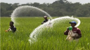 সার নিয়ে কারসাজি করলে লাইসেন্স বাতিল