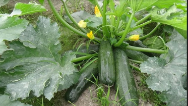 জয়পুরহাটের মাটিতে মধ্যপ্রাচ্যের স্কোয়াশ চাষ