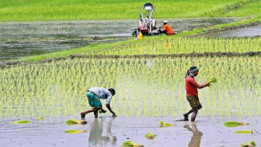 কৃষি ও প্রাণী সম্পদ খাতে ৩৩ হাজার ৬৯৮ কোটি টাকা বরাদ্দ