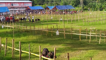 সীতাকুণ্ডে অধিকাংশ মধ্যবিত্ত পরিবারে  নেই কোরবানির প্রস্তুতি