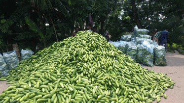 বাগেরহাটে শসার বাম্পার ফলনে কৃষকের মুখে হাসি