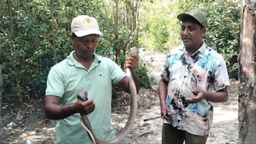 জেলের জালে আটকে পড়া পদ্ম গোখরা সুন্দরবনে অবমুক্ত
