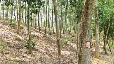 রাঙ্গুনিয়ার সরকারি জমি জাল দলিলে বেচাকেনা! জানে না বন বিভাগ