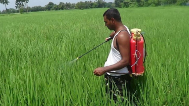 কৃষকের ৪ বিঘা ধান ক্ষেতে বিষ প্রয়োগের অভিযোগ