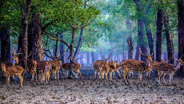 সুন্দরবনকে ভালোবাসুন