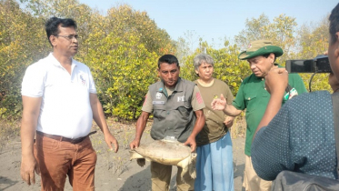 সুন্দরবনে অবমুক্ত হলো ভারতীয় স্যাটেলাইটযুক্ত কচ্ছপ