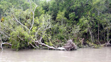 ঝড় প্রতিরোধকারী সুন্দরবনেরই ক্ষতি করলো ইয়াস