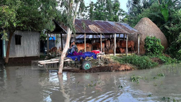 টাঙ্গাইলে এখনও পানির নিচে নিম্নাঞ্চল, স্থায়ী জলাবদ্ধতা 