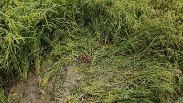 তরুণীকে রাতভর সংঘবদ্ধ ধর্ষণের পর হাত-পা বেঁধে ফেলে যায় ধানক্ষেতে