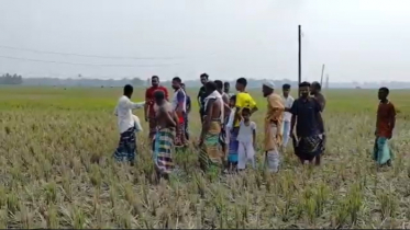 অরক্ষিত বিদ্যুতের খুঁটিতে বিদ্যুৎস্পৃষ্ট হয়ে মারা গেল ৫ গরু