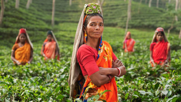 চা শ্রমিকদের শেষ ভরসা শেখ হাসিনা